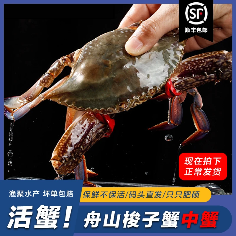 舟山新鲜梭子蟹母蟹活发 4-6两/只 3斤装 顺丰【保鲜不保活】有断脚