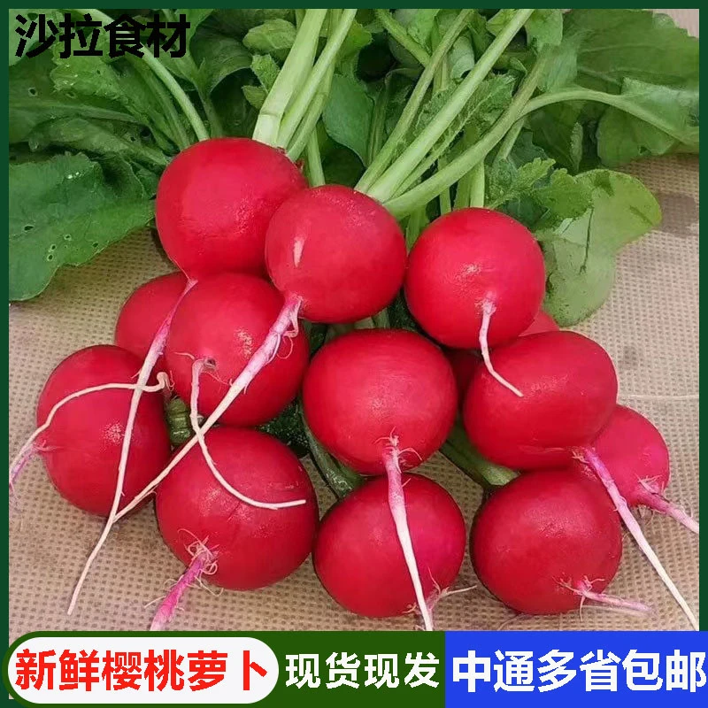 樱桃萝卜新鲜小红萝卜水果萝卜西餐沙拉蔬菜健身食材1斤中通包邮