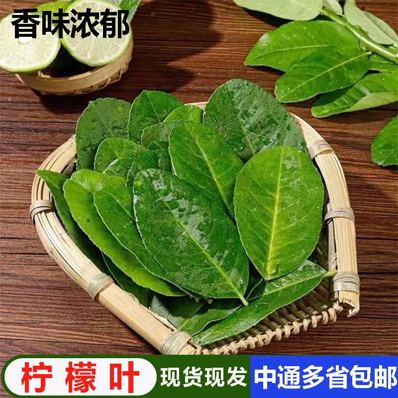 柠檬叶新鲜青柠叶西餐香料料理腌制烹饪调料50g包邮冬阴功汤原料