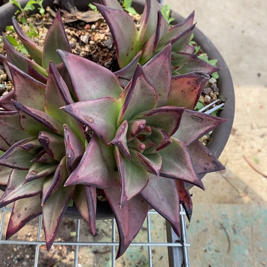 微**?超克隆美乌B-24.9.27