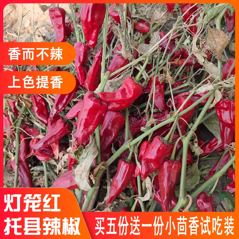 2023新辣椒托县农家灯笼红大干整辣椒香而不辣出红油调味250g包邮