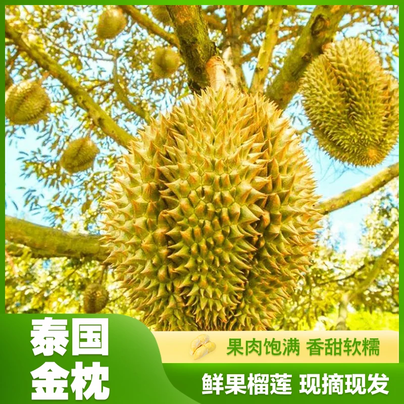 拍一发二【双果共5.1-6斤 保6-10房】泰国金枕榴莲 【坏果包赔】