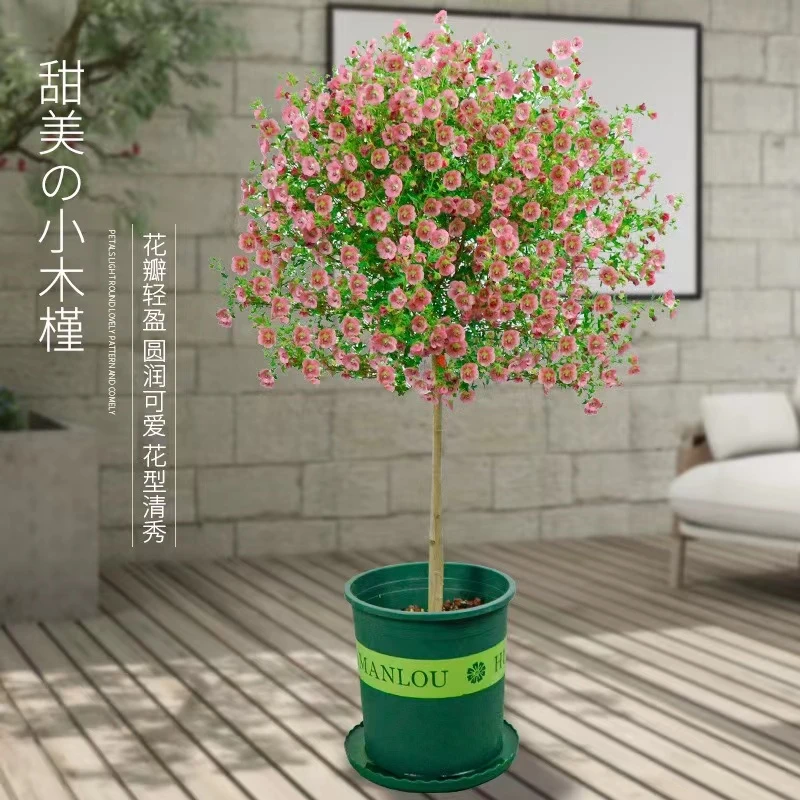 小木槿棒棒糖阳台庭院花卉植物四季开花易养盆栽趣味花球大苗阳台