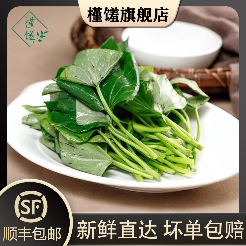 槿馐新鲜红薯叶 苕尖 专吃叶子蔬菜地瓜叶嫩尖农家自种食用番薯叶