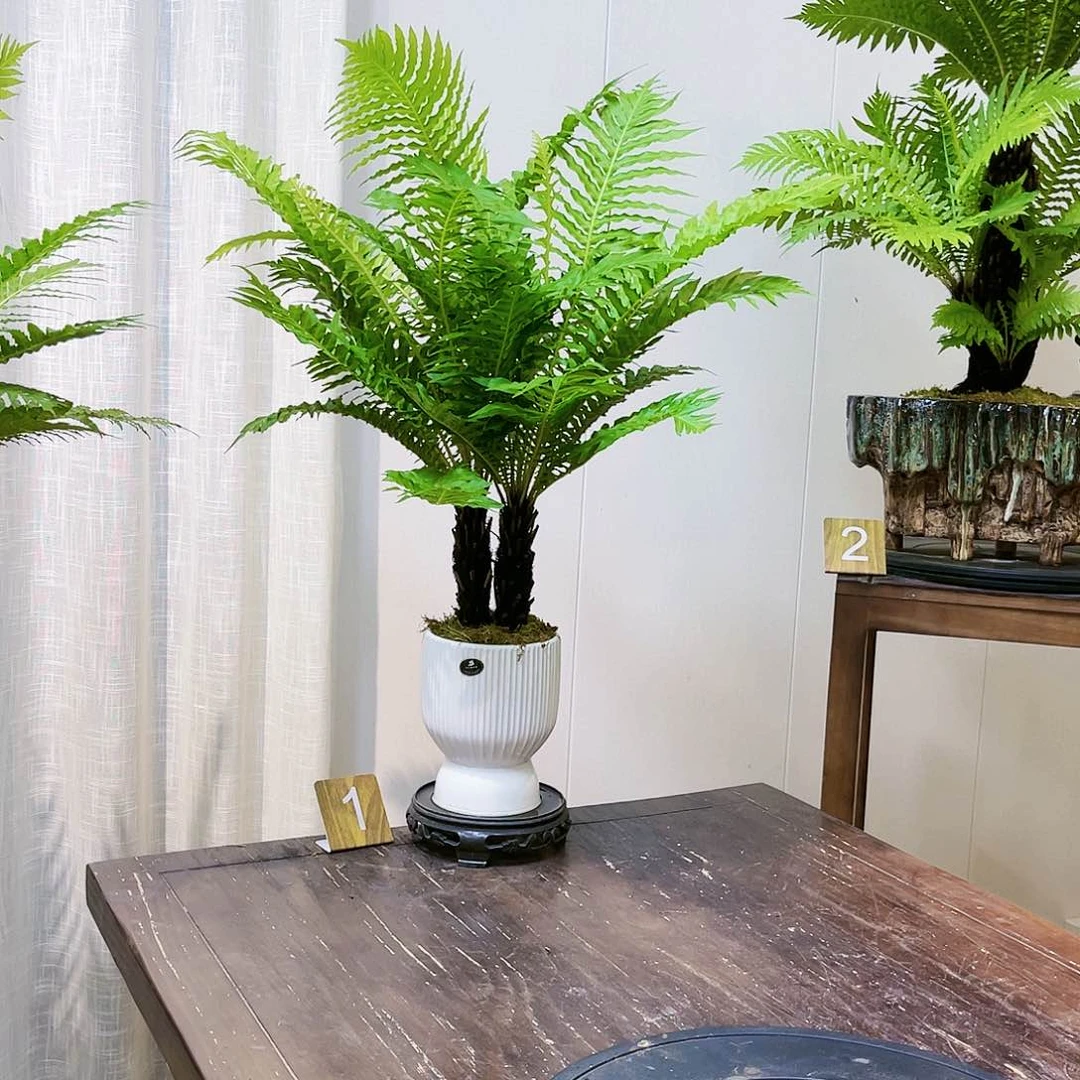 手工盆三*富贵蕨1号