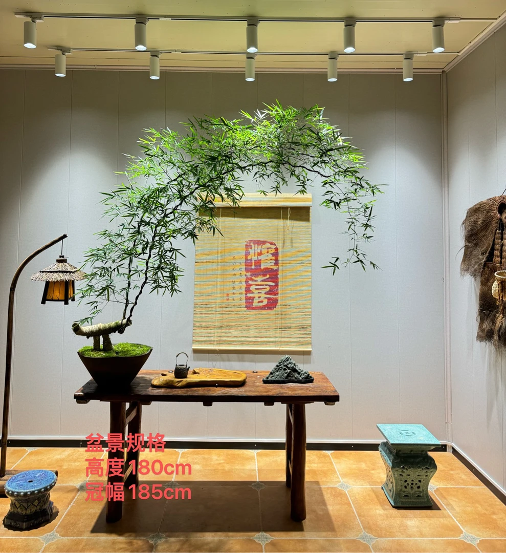 雯雯花木坊 精品怪桩勒竹盆景 网红观叶绿植 意境大飘枝精美盆栽