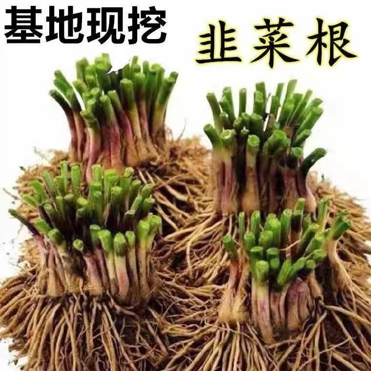 【基地现挖】韭菜根紫根四季小香叶韭菜根盆栽植物室内阳台小院好养