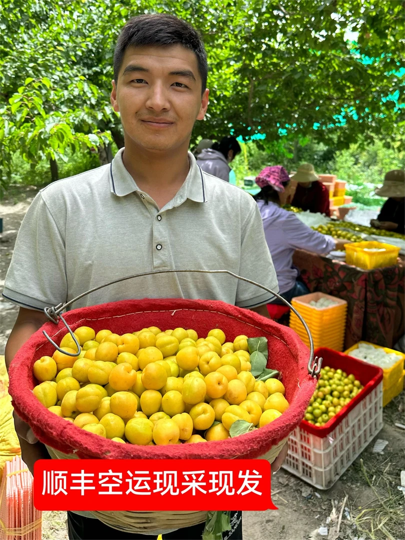新疆轮台小白杏原产地顺丰京东空运