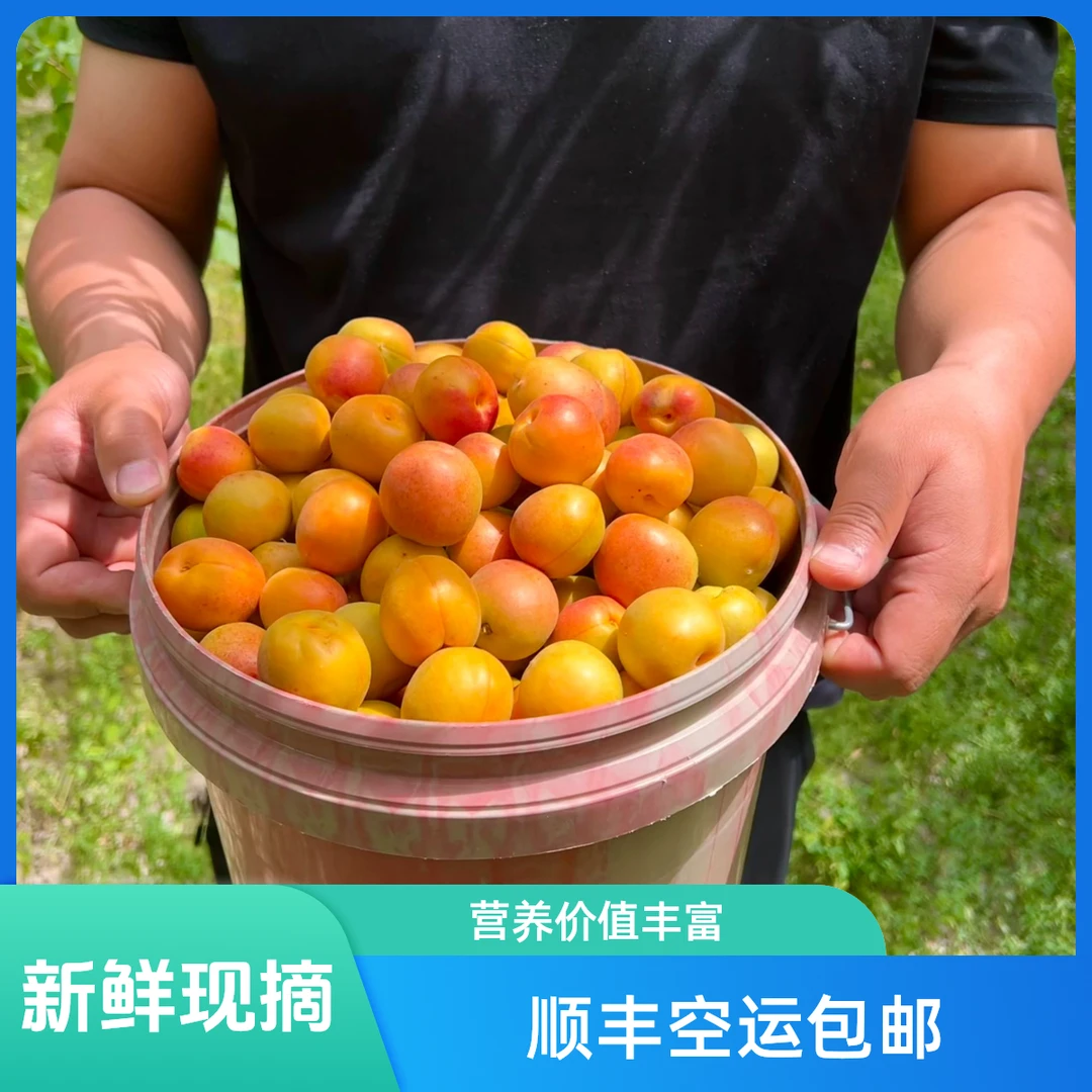 新疆阿克苏小红杏“吊干杏”顺丰空运包邮