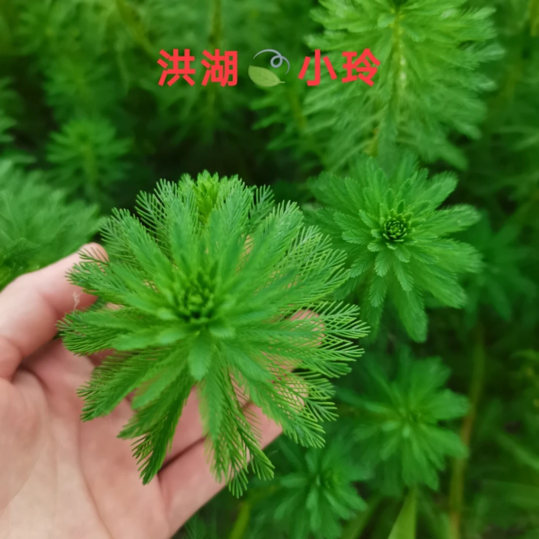 粉绿狐尾藻【20斤一份】鱼虾蟹黄鳝水蛭养殖用水草观赏布景水生植物