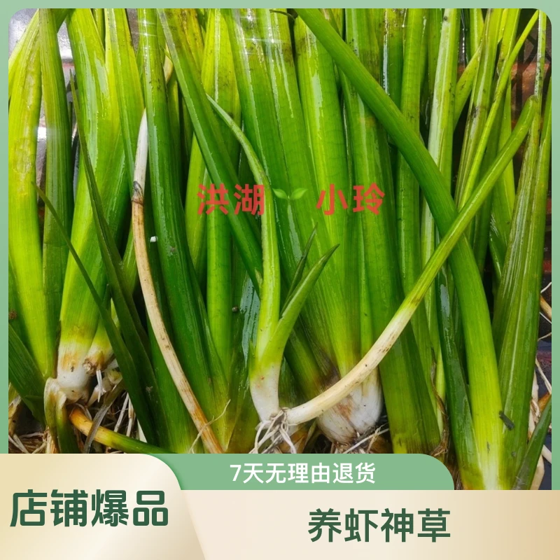 野慈菇苗种 茨菇野慈姑养虾神草茨菰水草挺水植物净化水质