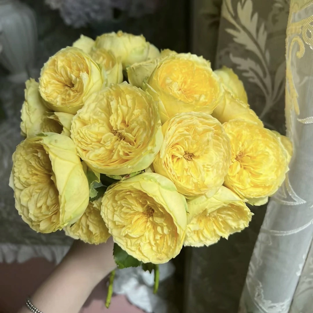 【卡特琳娜】灌木月季 黄色月季花苗四季开花 大包子花瓣多切花