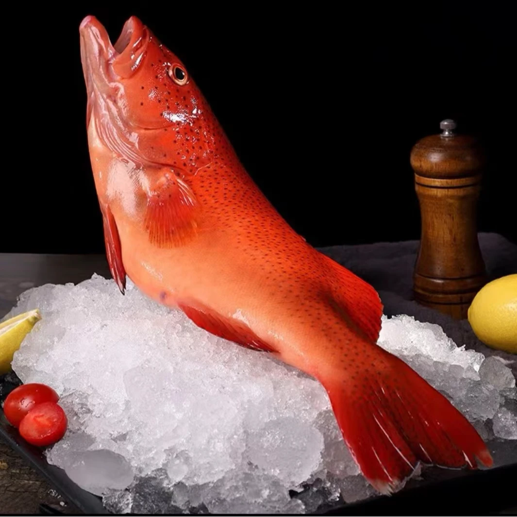 野生海捕 东星斑 鲜活冷冻石斑鱼 过节送礼 顺丰包邮