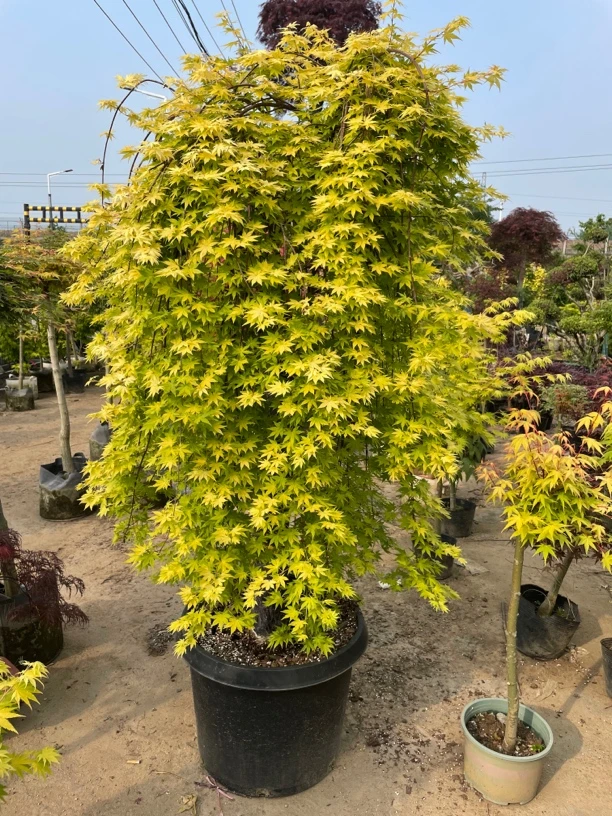 庭院彩叶枫树一物一拍流泉枫羽毛枫三季红