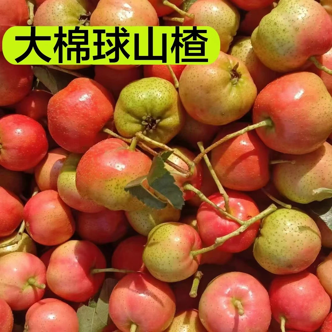 沂蒙山现摘新鲜大棉球糖葫芦专用山楂果