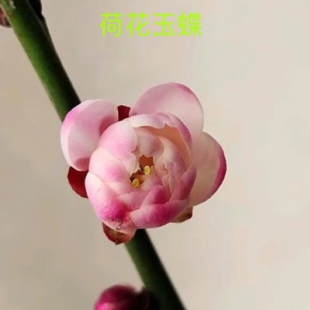 原生梅花  土球发货 基地直发