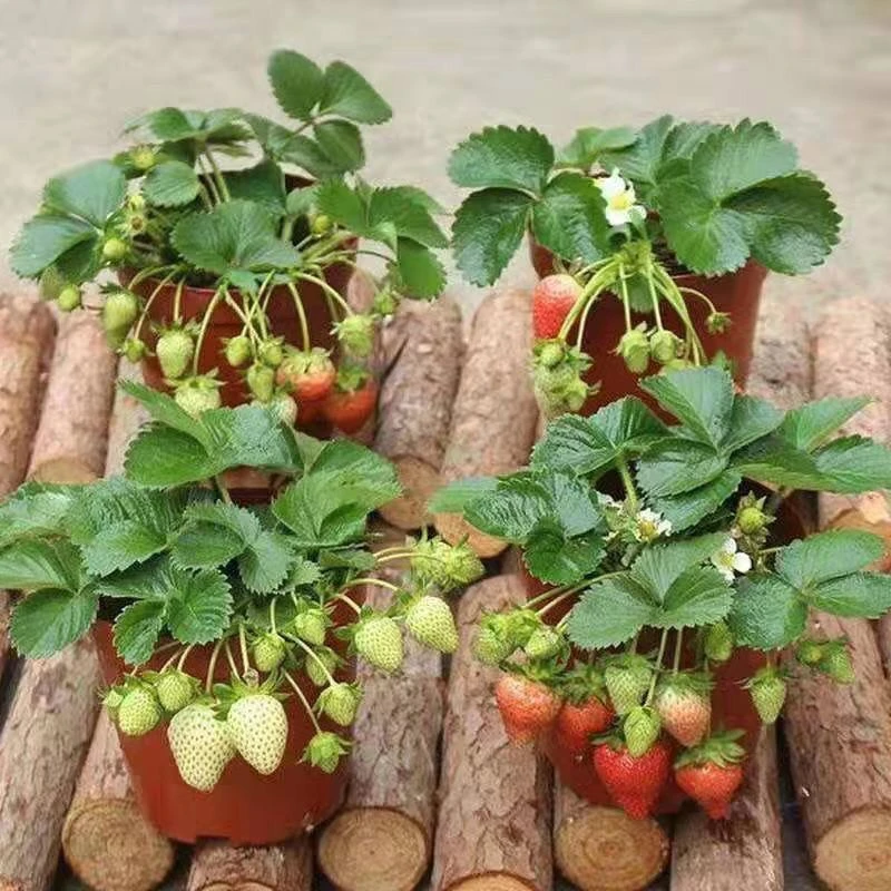盆栽带土带叶草莓苗当年结果南北方种植奶油四季草莓