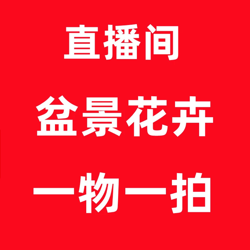 盆景花卉绿植盆栽植物高端盆景花卉