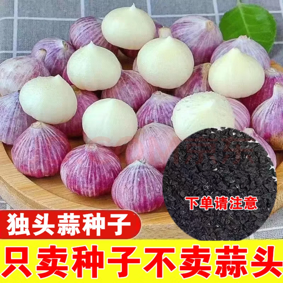 【冲销量】秋冬高产紫皮独头蒜种籽种植用易存活好发芽干蒜头种子