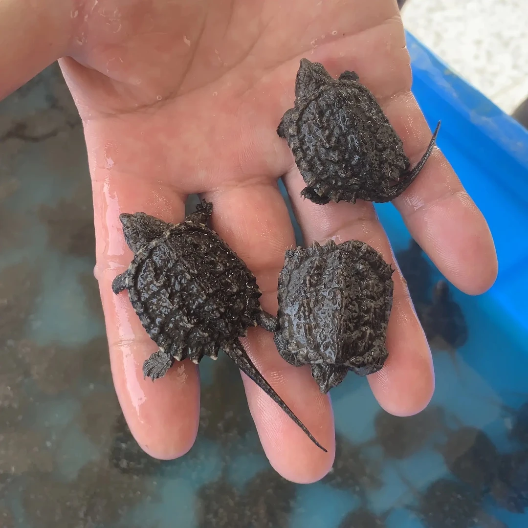 （包邮包活）北美精品小鳄苗观赏霸气宠物龟