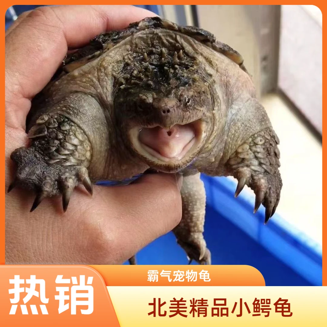 (包邮包活)2-6斤北美精品小鳄观赏活物霸气宠物龟