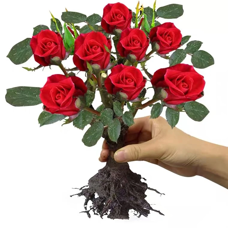 9.9元三颗玫瑰花地栽四季开花室内庭院观花月季花特大花