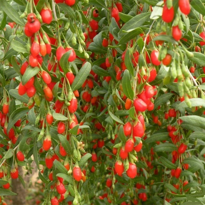 红枸杞树苗南方北方四季种植宁夏高产食用枸杞果树苖盆栽黑枸杞苗