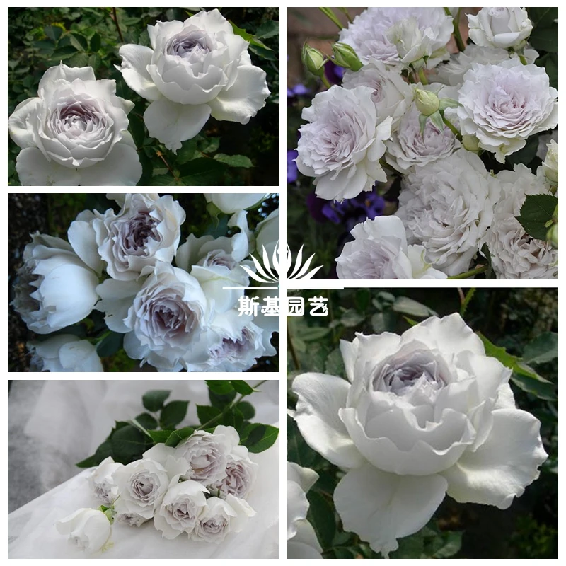 加百列大天使月季日本河本纯子浓香灰紫色玫瑰稀有品种扦插中大苗