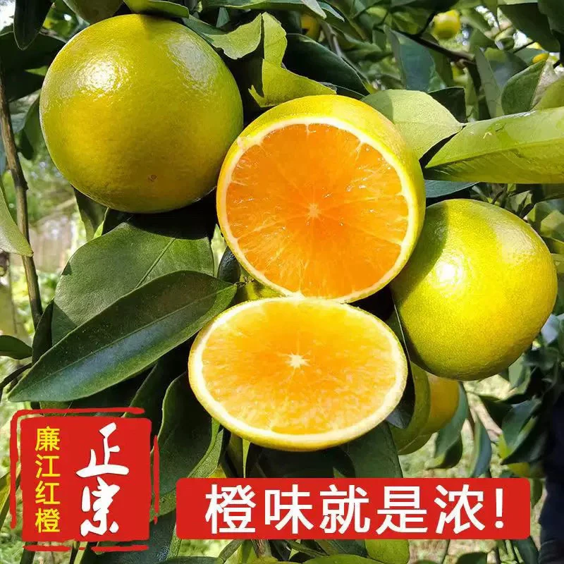 【次日达】5斤装大果廉江橙新鲜当季水果现剥薄皮橙子包邮到家官方补贴