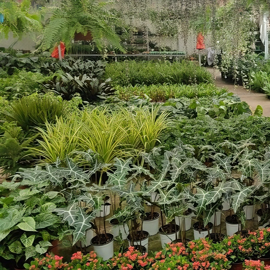 蕨境枞生专属福利桌面ins风绿植盆栽实物色彩拍摄发货土壤颜色