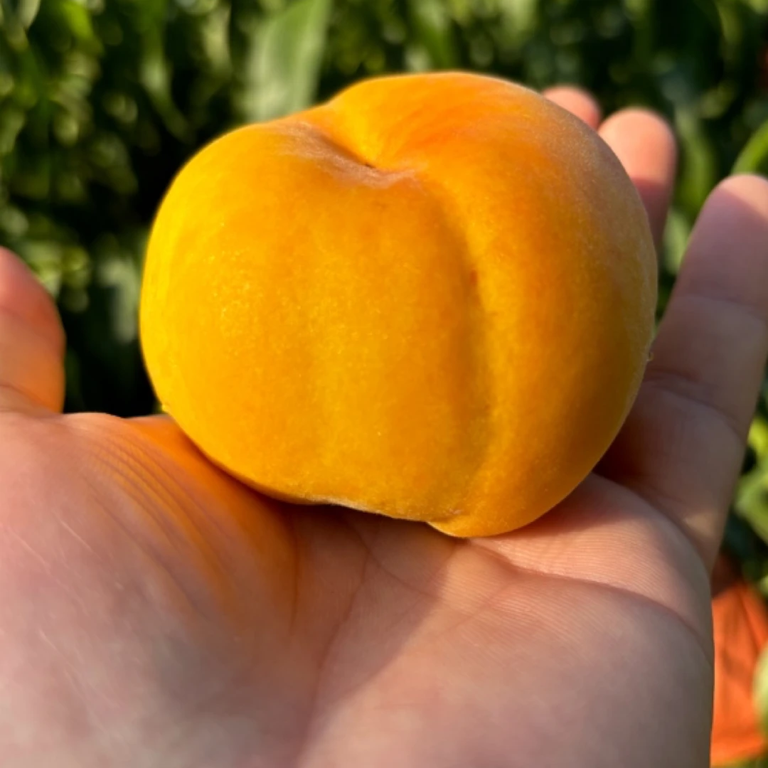 『顺丰航空』黄金蟠净重5斤平谷大桃黄毛蟠新鲜采摘发货香甜可口