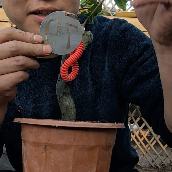 【闪购商品】沉*金弹子