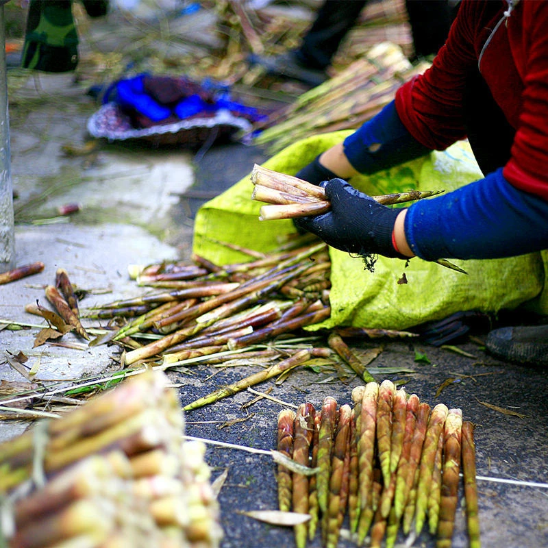 新鲜野生小刺竹笋
