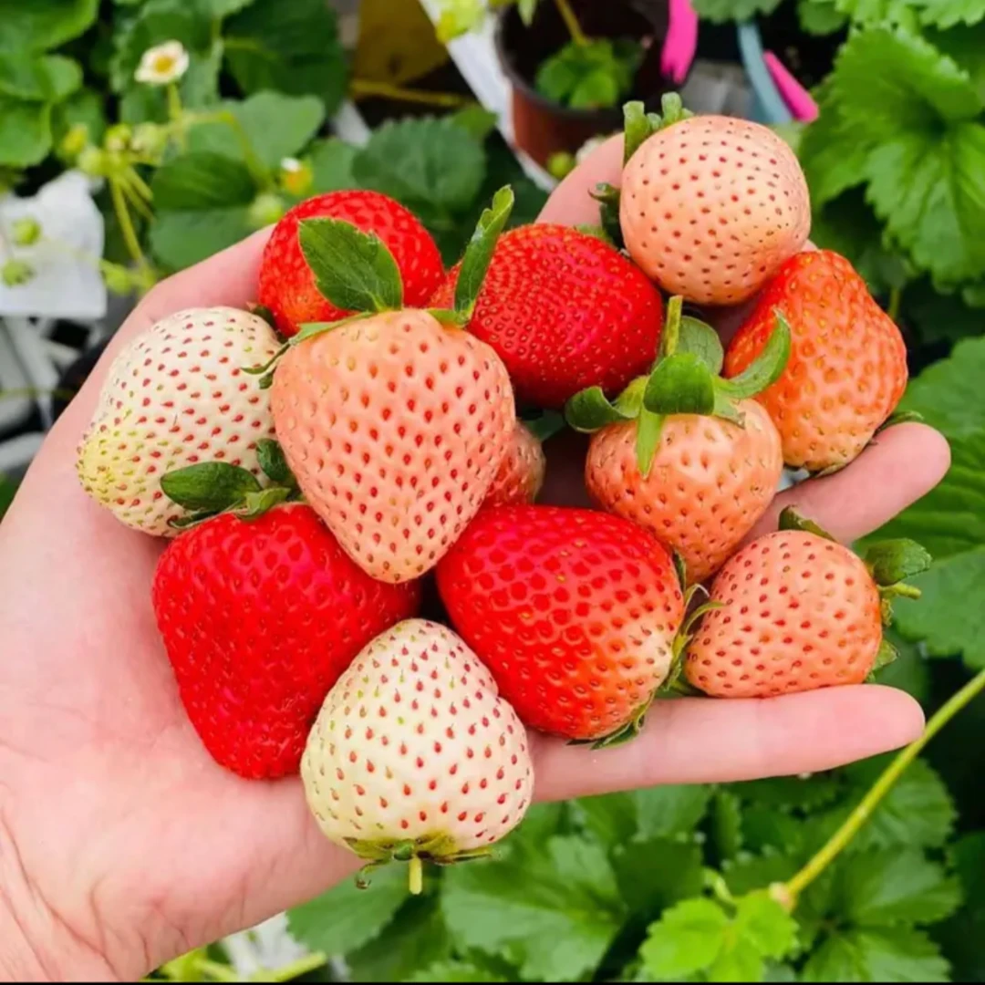 【4棵起拍】四季盆栽久香奶油草莓苗原盆原土发货阳台种植易成活