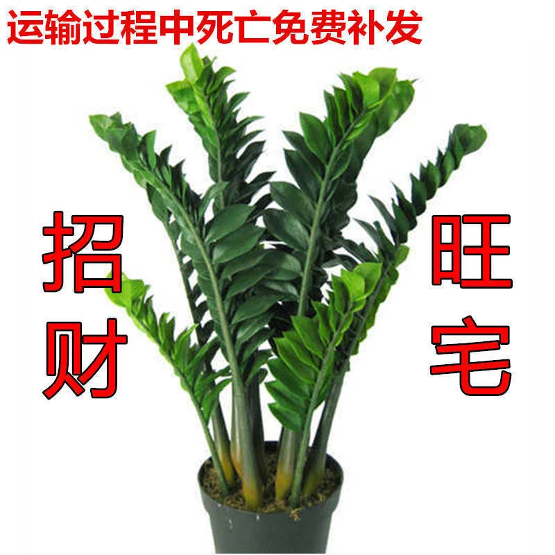 金钱树盆栽摇钱树花苗发财树花卉盆室内绿植物美化办公室桌面盆景