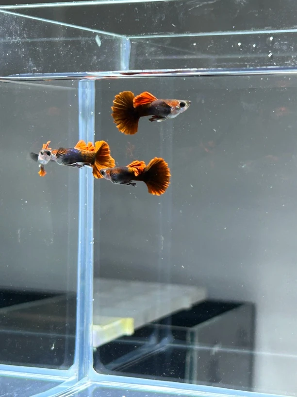 金属黄蕾丝孔雀鱼两对