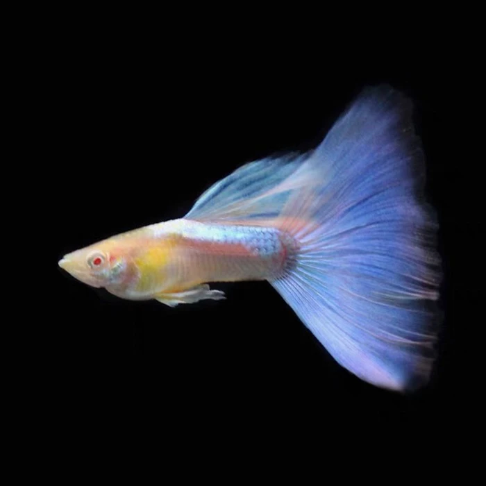 精品金属黄蕾丝+金属黄蕾丝白子各一对