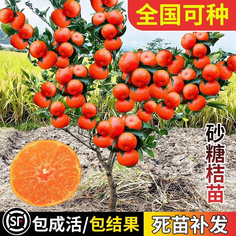 沙糖桔树苗地栽盆栽南方北方种植橘子树苗柑桔果树果苗嫁接砂糖橘
