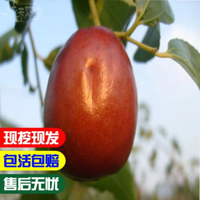 高硒枣苗 清脆爽口 无渣浓甜嫁接枣树苗南方北方种植果树苗地栽苗