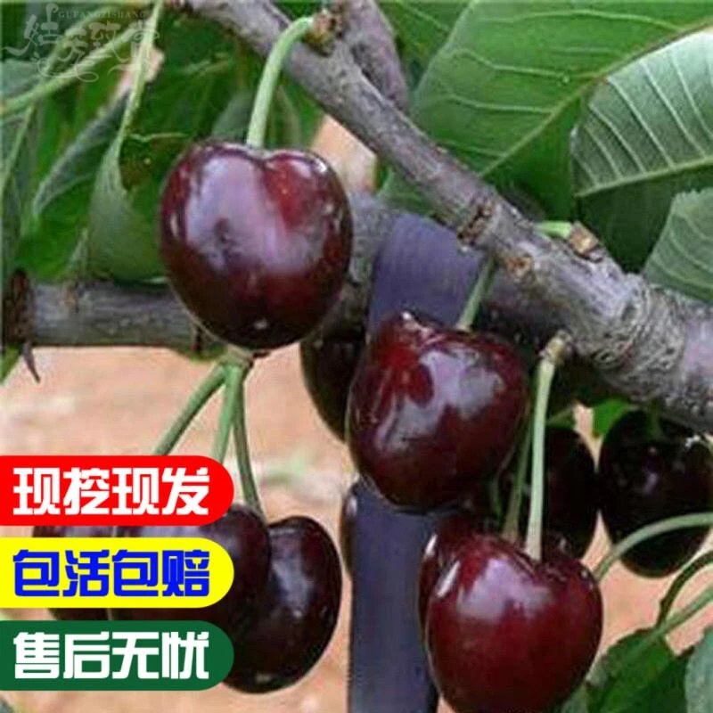 黑珍珠樱桃苗嫁接大樱桃树苗车厘子大红灯樱桃树南北方种植果苗
