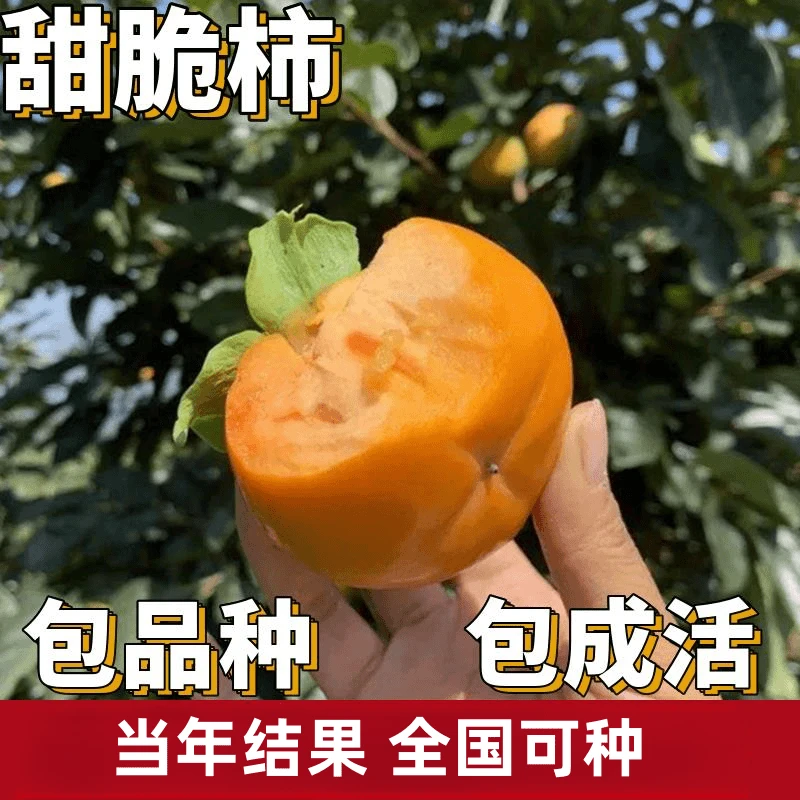 甜脆柿子苗南北方庭院地栽种植特大果树阳台盆栽嫁接水果当年结果