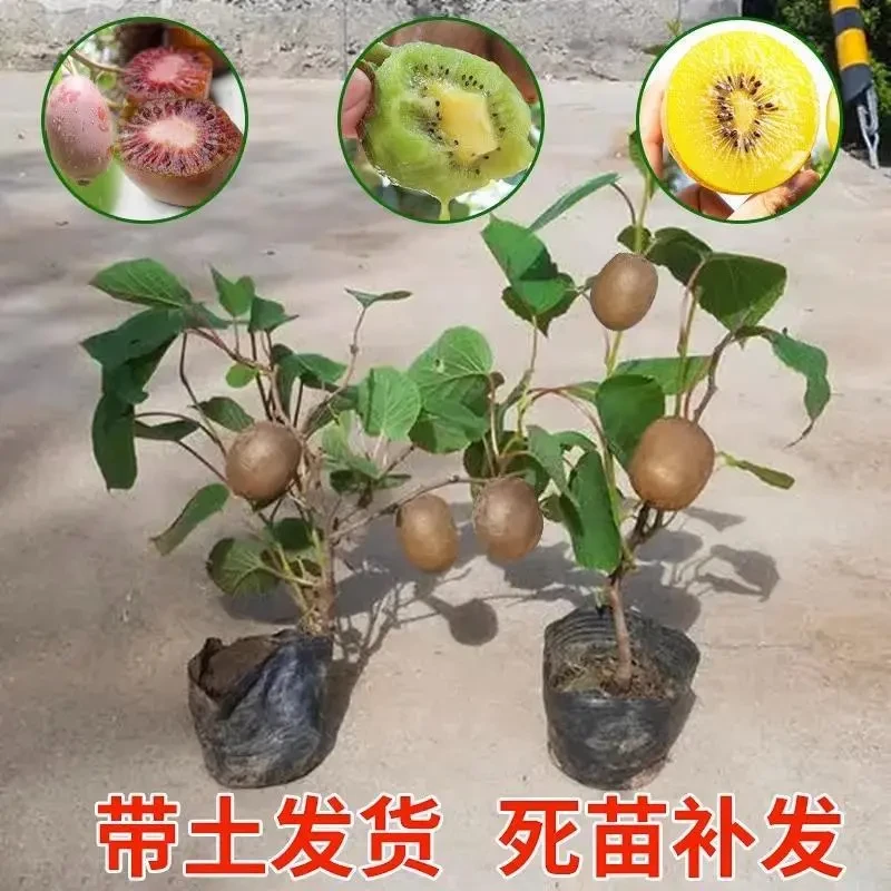 猕猴桃树果苗红心软枣奇异果树苗室内庭院南北方四季种植当年结果