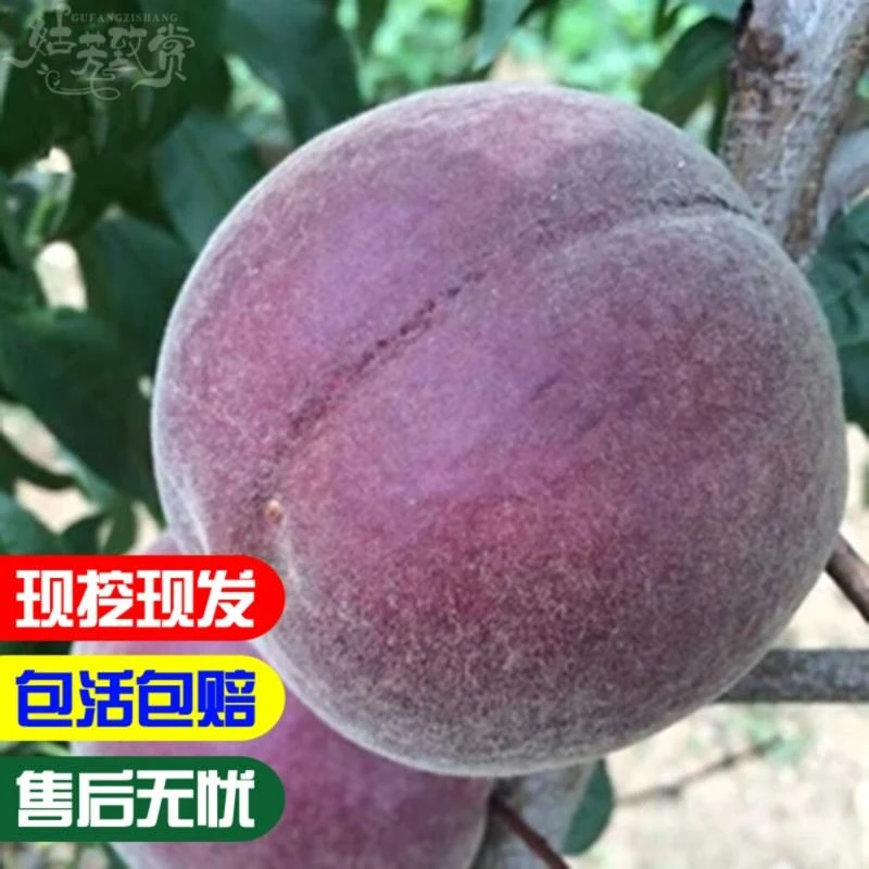 嫁接桃树苗非洲黑妹黑桃树苗盆栽地栽苗南北方种植果树苗当年结