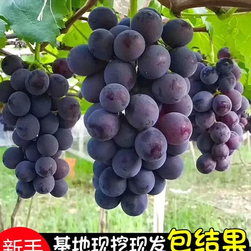 巨峰葡萄苖阳光玫瑰蓝宝石葡萄树苗无籽南方北方种植盆栽庭院爬藤