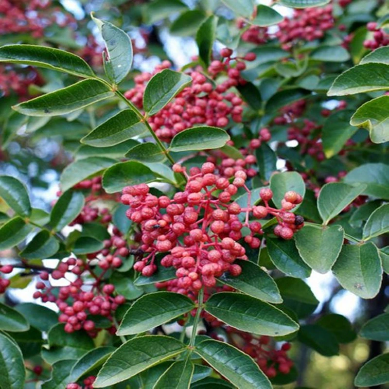 花椒苗树无刺大红袍当年结果盆栽食用四川大苗小苗地栽嫁接花椒树
