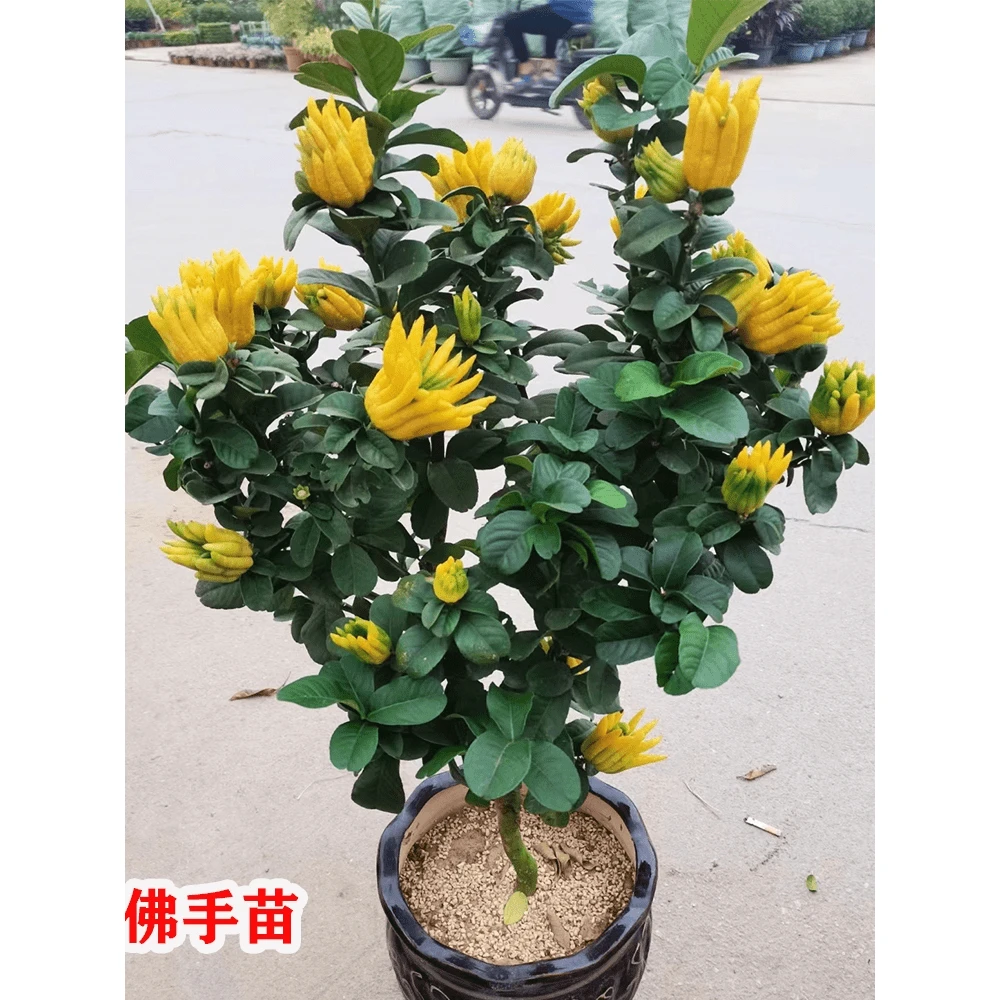 特大金华佛手苗果树四季佛手苗南北方庭院地栽盆栽室内当年结果苗