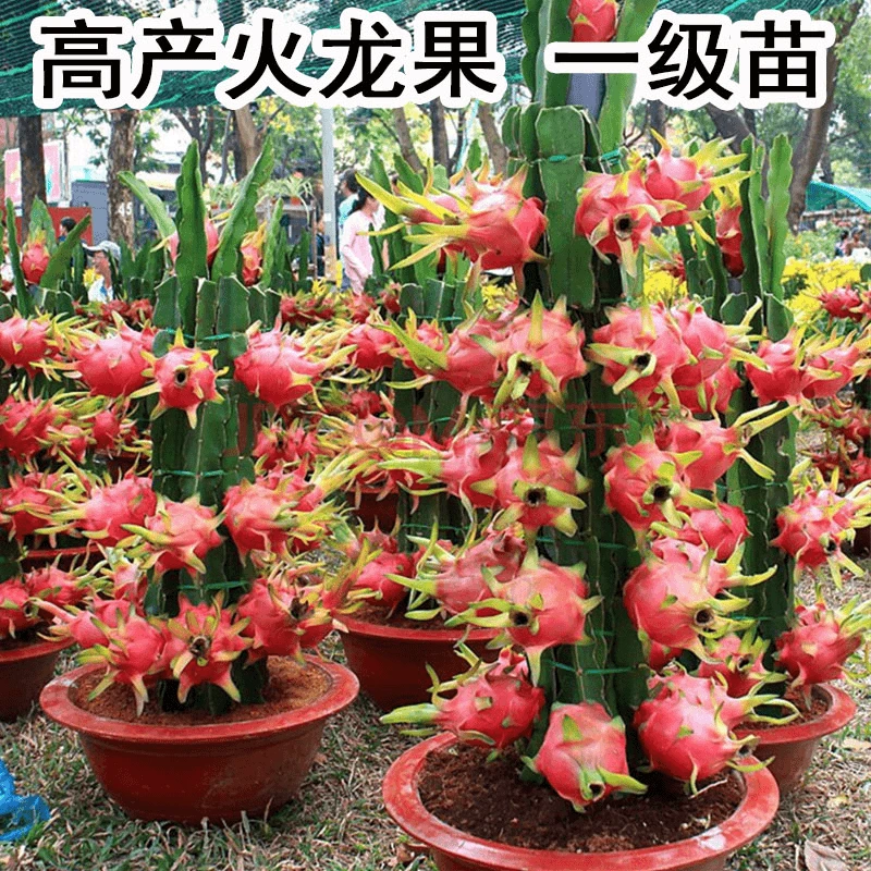 四季红心火龙果树果苗盆栽白心火龙果苗树大果红肉火龙果苗树树苗