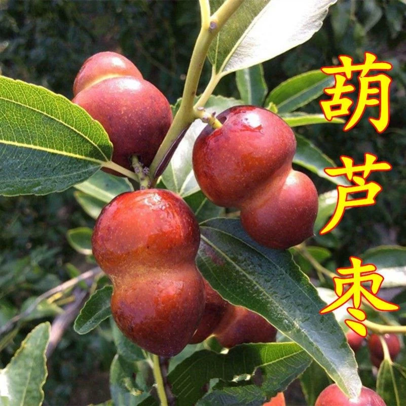 枣苗枣树苗葫芦枣苗沾化冬枣树苗雪红枣嫁接裸根晚秋带土