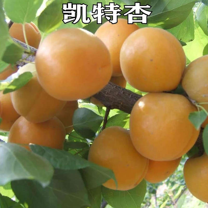 新品种晚熟杏树苗当年结果嫁接苗特大凯特杏杏子树苗南方北方种植