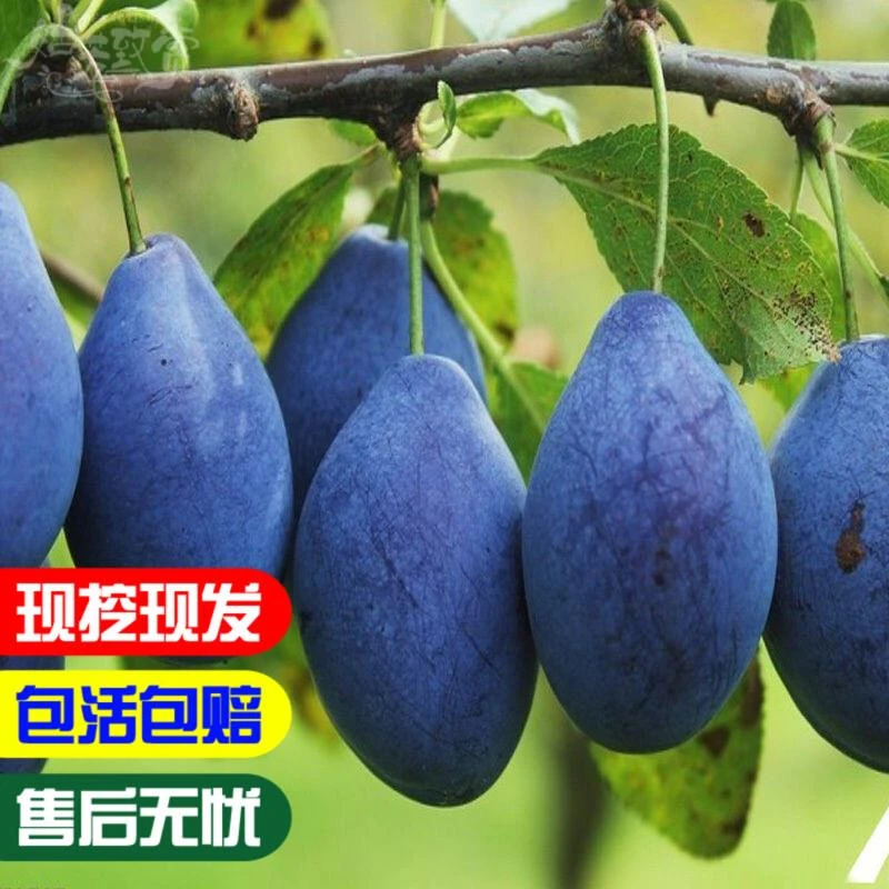 嫁接李子苗 西梅女神李子树苗 西梅皇后李苗 西梅李苗南北方种植
